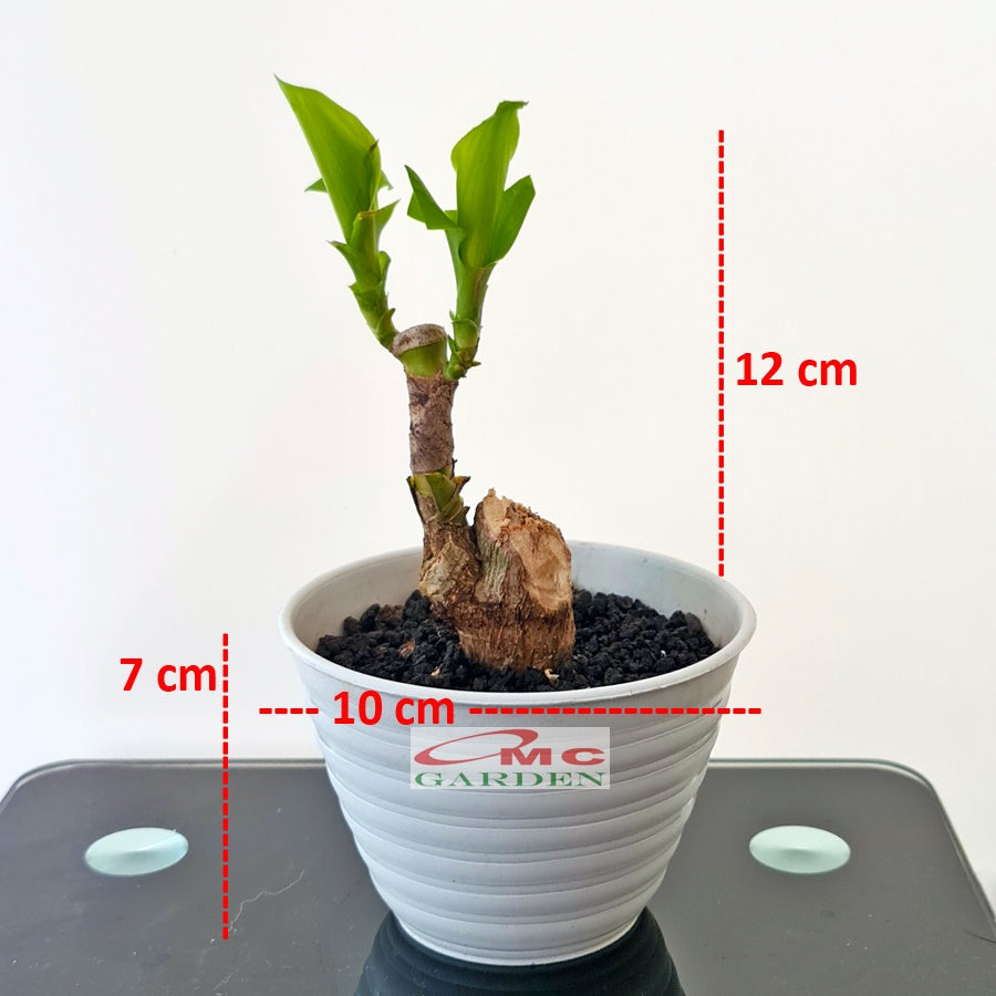 Tanaman Hias Bonsai Mame Dracaena Fragrans Massangeana Corn Plant Hijau Hanjuang Andong B-DFM-002
