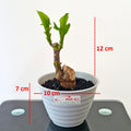Tanaman Hias Bonsai Mame Dracaena Fragrans Massangeana Corn Plant Hijau Hanjuang Andong B-DFM-002