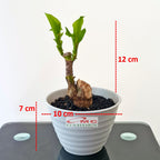 Tanaman Hias Bonsai Mame Dracaena Fragrans Massangeana Corn Plant Hijau Hanjuang Andong B-DFM-002