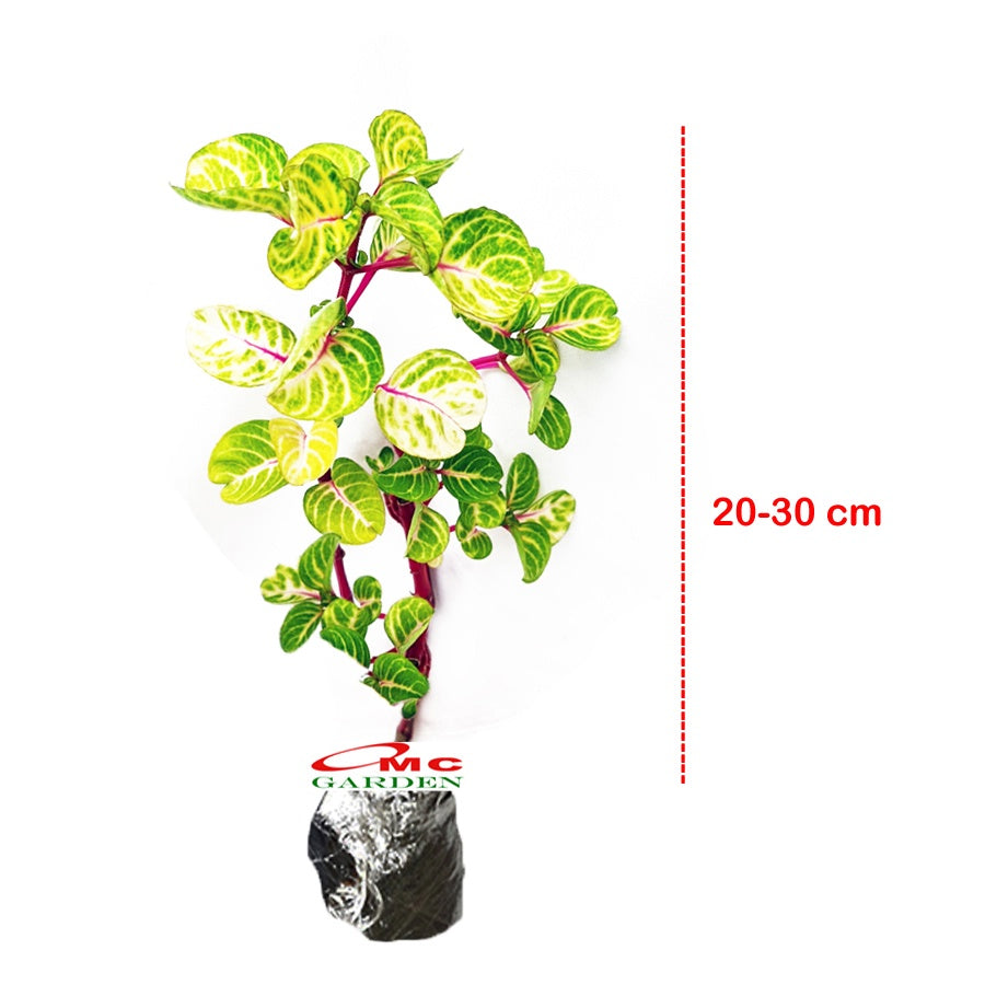 Krokot Bayam Bayem Batang Merah Hijau Kuning Miana Varigata Tanaman Hias Iresine Herbstii Aureoreticulata 2030cm