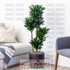 Tanaman Hias Dracaena Compacta Green Jewel Hanjuang Andong Kemoceng DC-5060