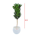 Tanaman Hias Dracaena Compacta Green Jewel Hanjuang Andong Kemoceng DC-6070