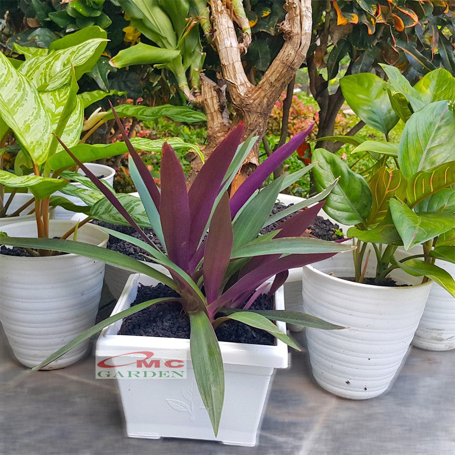 Adam Hawa Eva Nanas Kerang Sosongkokan Rhoeo Discolor Hijau Ungu Tanaman Hias AH-HU-001