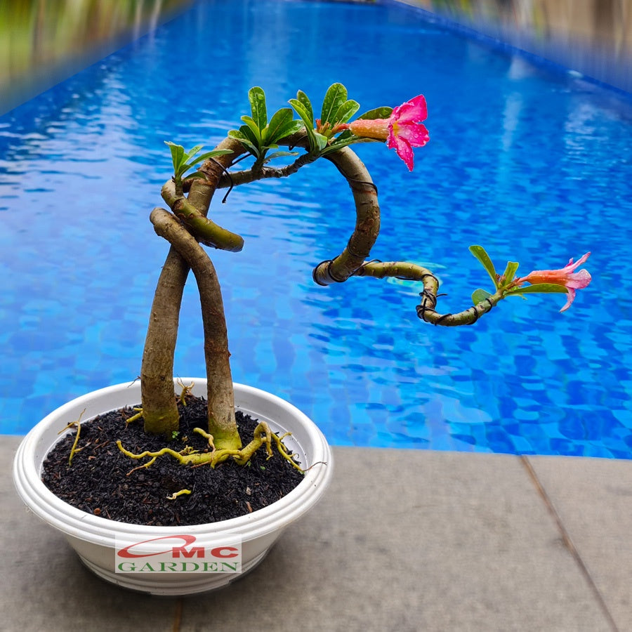 Tanaman Hias Bonsai Adenium Arabicum Obesum Kamboja Jepang B-KJ-013