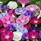 Morning Glory Bibit Pohon Tanaman Rambat Berakar Merah Scarlet Ohara MG-MU-2030
