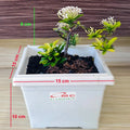 Tanaman Hias Bonsai Bonsae Mame Soka Mini Asoka Jepang Ixora Putih B-SMPTH-001