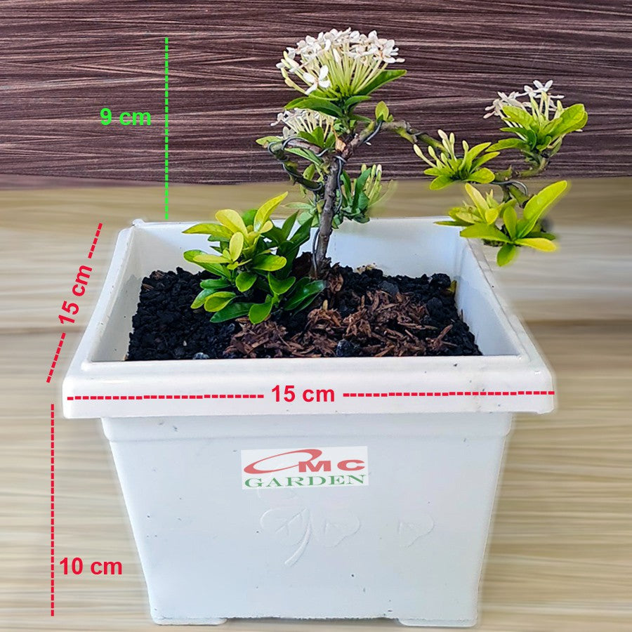 Tanaman Hias Bonsai Bonsae Mame Soka Mini Asoka Jepang Ixora Putih B-SMPTH-001