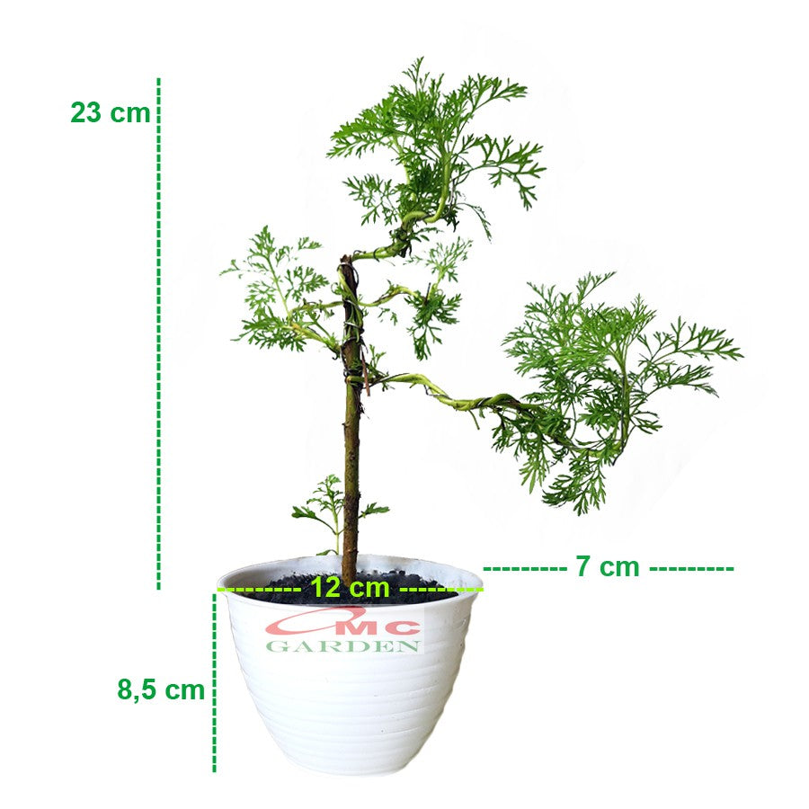 Bonsai Mame Cemara Air Angin Embun Laut Angin Balon Adas Tanaman Hias 001