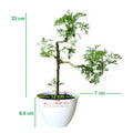 Bonsai Mame Cemara Air Angin Embun Laut Angin Balon Adas Tanaman Hias 001