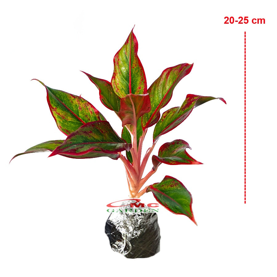 Aglonema Red Lipstick Lipstik Merah Siam Aurora Sri Rejeki Srirezeki Tanaman Hias 2025