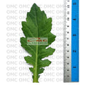 Daun Dewa Sambung Nyawa Tanaman Obat Tradisonal Herbal DD-H