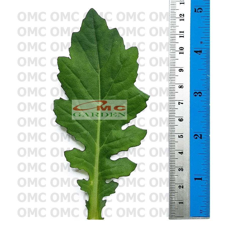 Daun Dewa Sambung Nyawa Tanaman Obat Tradisonal Herbal DD-H