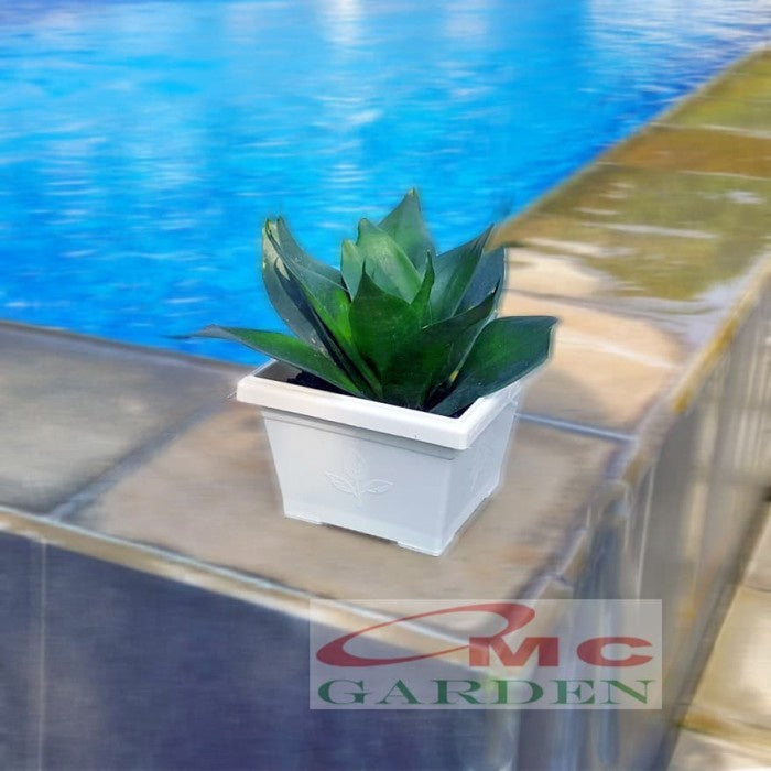 Lidah Mertua Mini Sansevieria Sansivera Pagoda Hahnii Jade Hijau Zebra 0406
