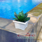 Lidah Mertua Mini Sansevieria Sansivera Pagoda Hahnii Jade Hijau 0709