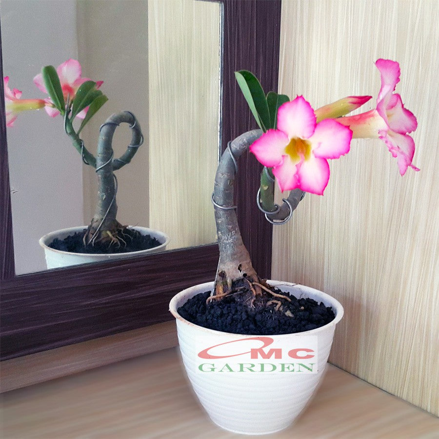 Tanaman Hias Bonsai Adenium Arabicum Obesum Kamboja Jepang B-KJ-001