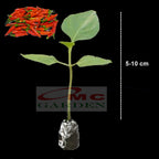 Bibit Benih Pohon Tanaman Cabe Cabai Rawit Panjang Bulat Merah Setan 0510