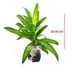 Song of Jamaica Jamaika Dracaena Dracena Reflexa Wali Tanaman 2030