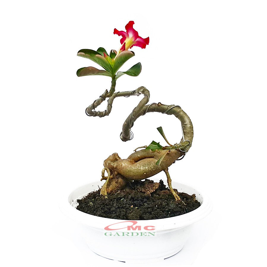 Tanaman Hias Bonsai Adenium Arabicum Obesum Kamboja Jepang B-KJ-009