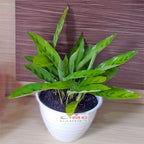 Tanaman Hias Calathea Leopardina Meranti Bambu Kalathea Kalatea Doa Meranti Daun Bambu CLT-L-001