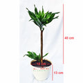 Tanaman Hias Dracaena Dracena Compacta Green Jewel Hanjuang Andong Kemoceng DC-01