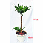 Tanaman Hias Dracaena Dracena Compacta Green Jewel Hanjuang Andong Kemoceng DC-01