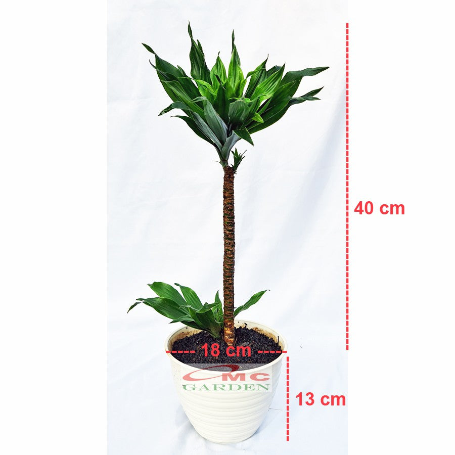 Tanaman Hias Dracaena Dracena Compacta Green Jewel Hanjuang Andong Kemoceng DC-01