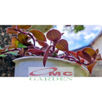 Tradescantia Zebrina Zabrina Hijau Ungu Pink Tanaman Hias Gantung 1 Polybag TZ-P