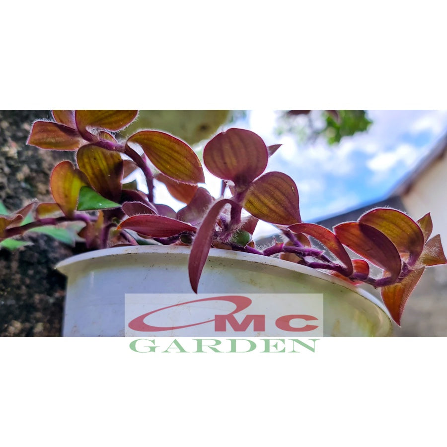 Tradescantia Zebrina Zabrina Hijau Ungu Pink Plant Zebrakraut  Rumput Belang Tanaman Hias Gantung Stek Batang 1020cm