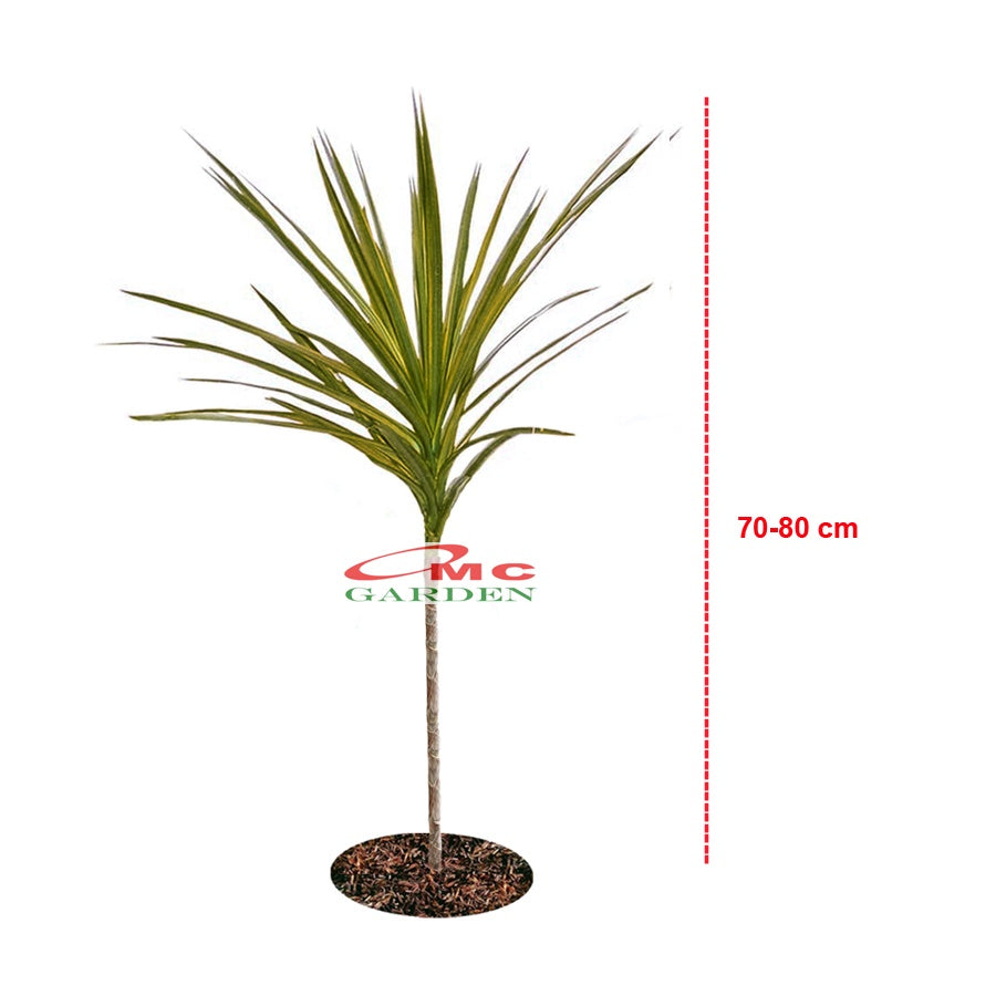 Tanaman Hias Dracaena Marginata Dragon Tree Tricolor Tri Color Merah Kuning Hijau Putih 7080