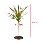 Tanaman Hias Dracaena Marginata Dragon Tree Tricolor Tri Color Merah Kuning Hijau Putih 7080