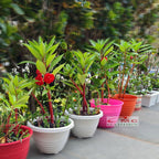 Bibit Tanaman Hias Kembang Bunga Pacar Air Merah Tumpuk PACAR-2030