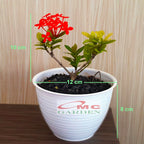 Bonsai Bonsae Soka Mini Asoka Jepang Ixora Merah Tanaman Hias B-SMM-004