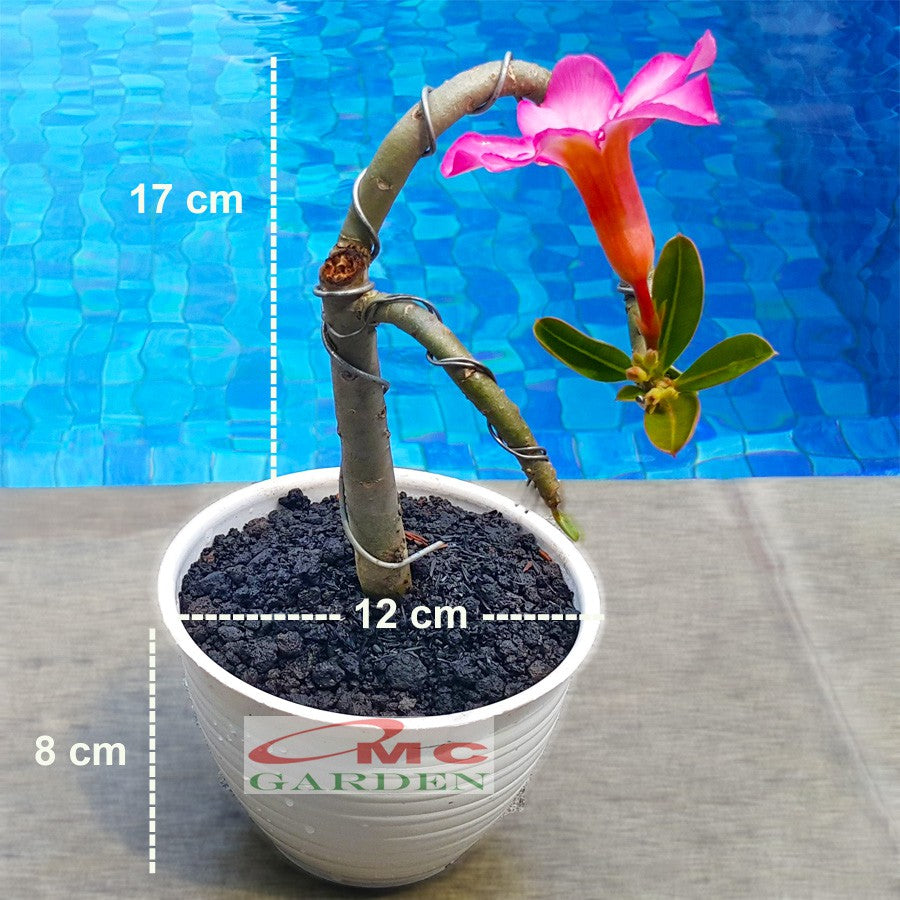 Tanaman Hias Bonsai Adenium Arabicum Obesum Kamboja Jepang B-KJ-012