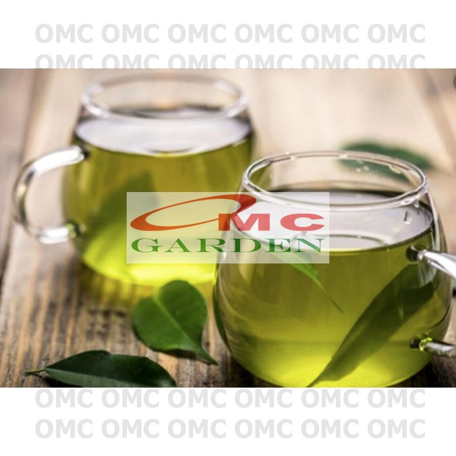 Bibit Pohon Daun Sirih Hijau Tanaman Hias Minuman Obat Herbal DS-1020