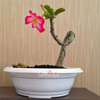 Tanaman Hias Bonsai Adenium Arabicum Obesum Kamboja Jepang B-KJ-016