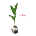 Bibit Tanaman Pohon Mengkudu Noni Pace Tanaman Obat Herbal MKD-1020