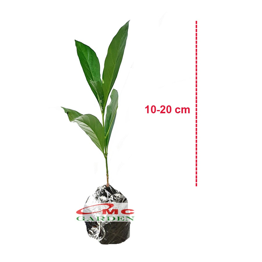 Bibit Tanaman Pohon Mengkudu Noni Pace Tanaman Obat Herbal MKD-1020