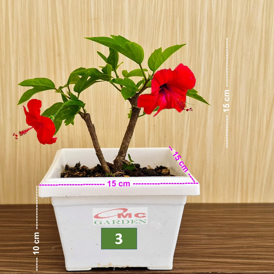 Bonsai Bonsae Mame Kembang Sepatu Bunga Raya Hibiscus Worawari Rosa Dinensis Merah Tanaman Hias 001