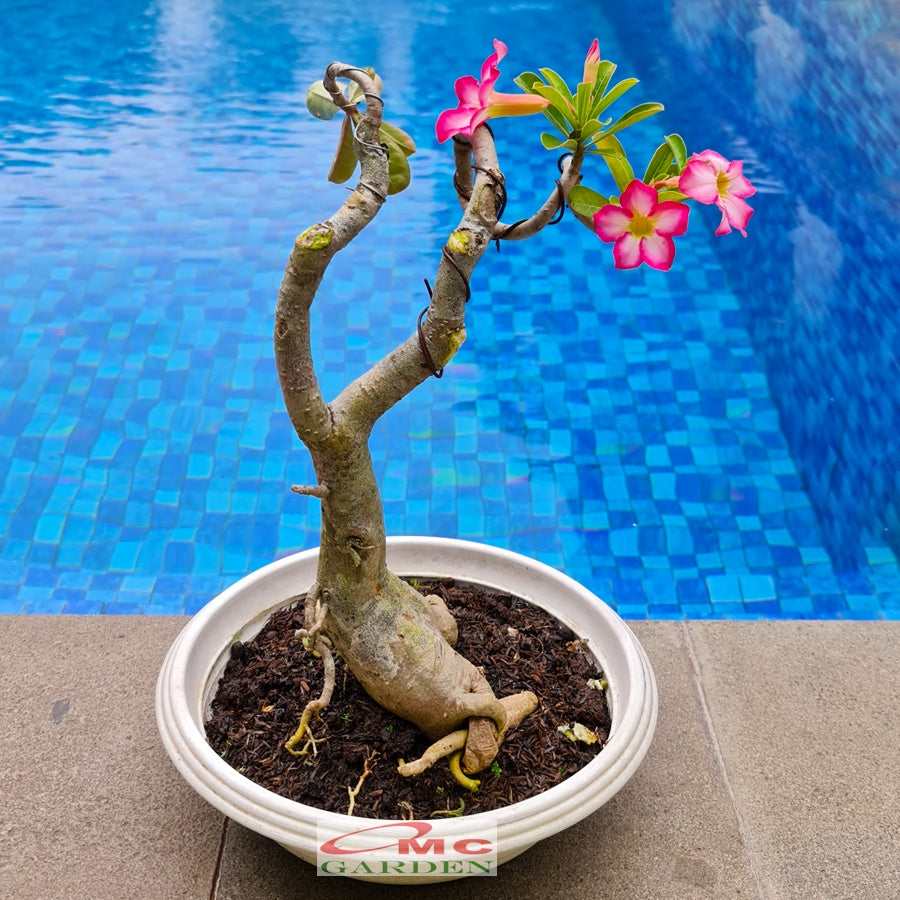 Tanaman Hias Bonsai Adenium Arabicum Obesum Kamboja Jepang B-KJ-015