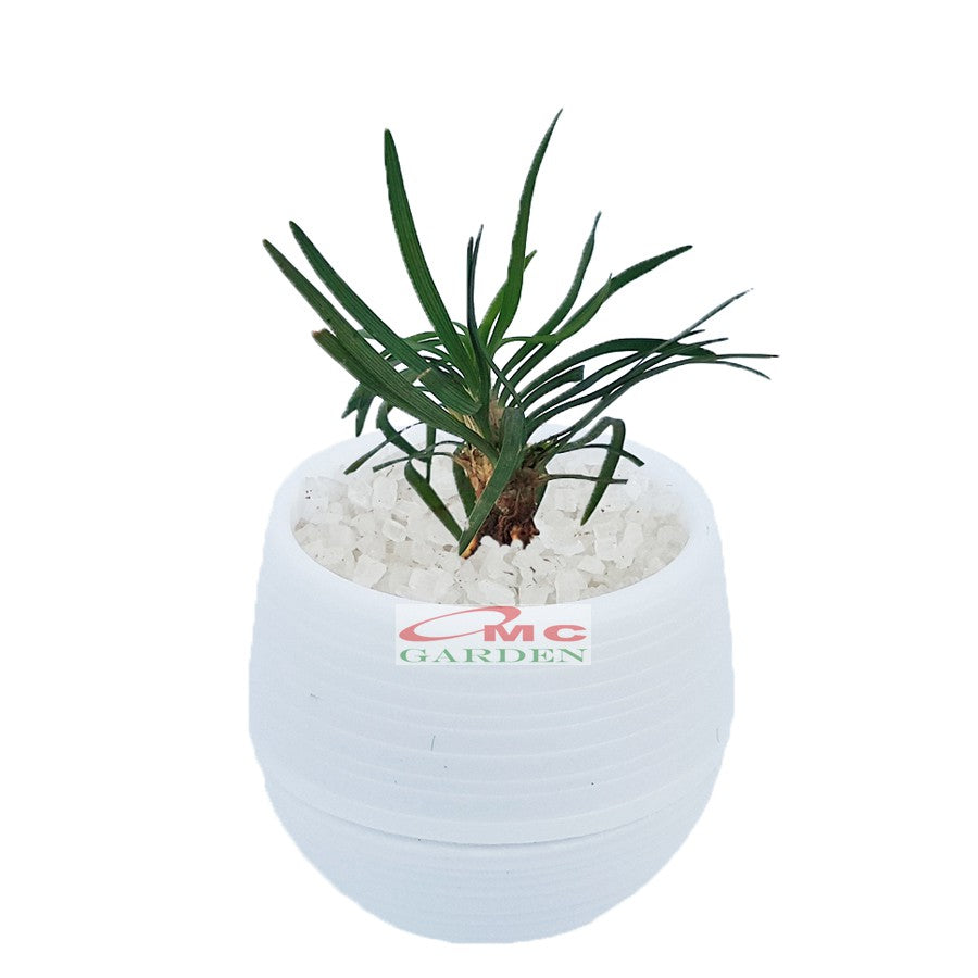 Tanaman Hias Sukulen Sekulen Mini Succulent Kaktus plus Pot Bola Warna SKLN-011-015