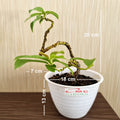 Bonsai Bonsae Mame Jambu Biji Merah Tanaman Hias 001
