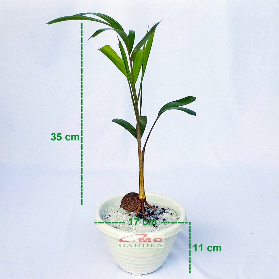 Tanaman Hias Pohon Bonsai Mame Palm Palem Raja Roystonea Regia Bibit B-PR-003
