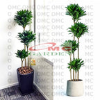 Dracaena Compacta Jewel Hanjuang Andong Kemoceng Stek Batang 50-60