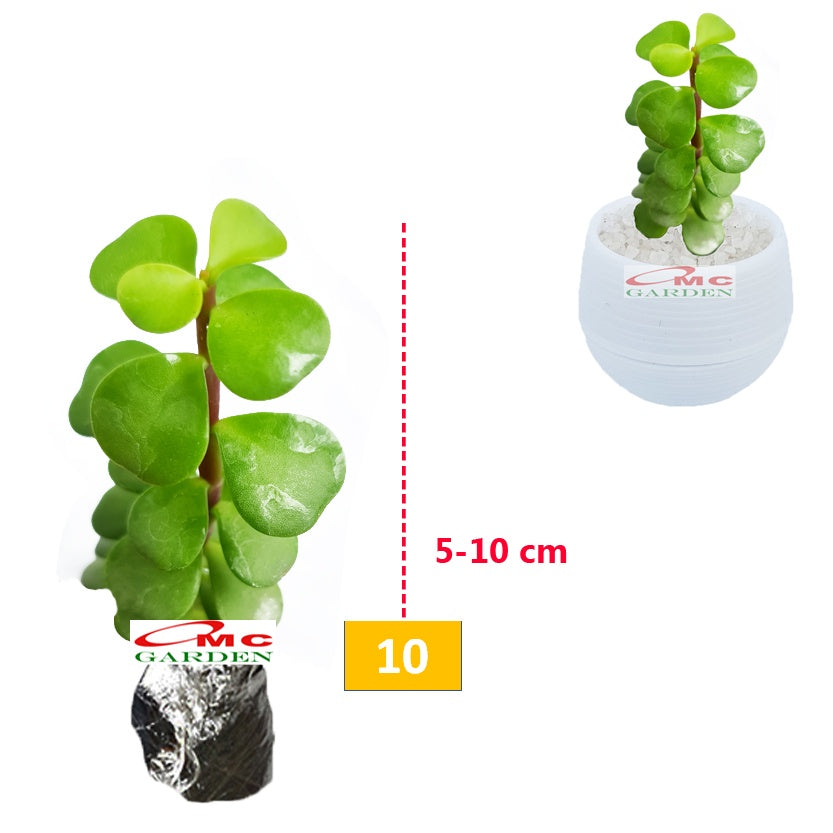 Tanaman Hias Sukulen Sekulen Mini Succulent Kaktus 2130