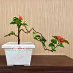 Bonsai Mame Bougenville Bogenvil Bogenvile Bugenvil Bunga Kembang Kertas Orange 001