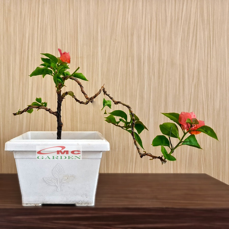 Bonsai Mame Bougenville Bogenvil Bogenvile Bugenvil Bunga Kembang Kertas Orange 001