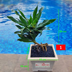 Pot Tanaman Hias Bunga Bonsai Sukulen Kotak Segi Persegi Putih Plastik 15 PKP-15