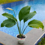 Tanaman Pohon Sepatu Filum Peace Lily Lili Spatyfhilum PS-3040