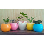 Tanaman Hias Pohon Bonsai Mame Beringin Korea Mini Dolar B-BK-P0510