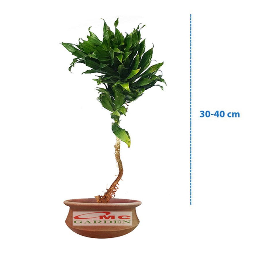 Tanaman Hias Dracaena Compacta Green Jewel Hanjuang Andong Kemoceng DC-3040